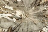 Beautiful Petrified Wood (Araucaria) Round - Madagascar #317379-1